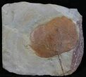 Fossil Leaf (Zizyphoides flabellum) - Montana #29110-1